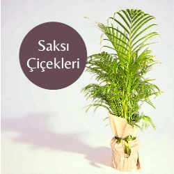 Karaman Çiçek görseli