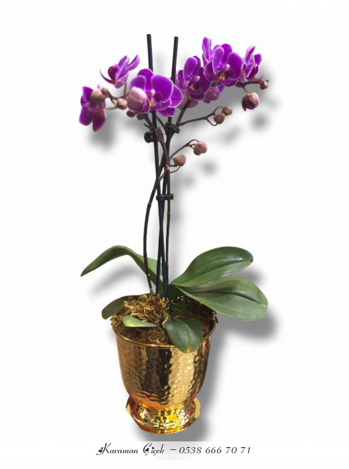 Altın Işıltısı: Gold Saksılı Mini Mor Orkide