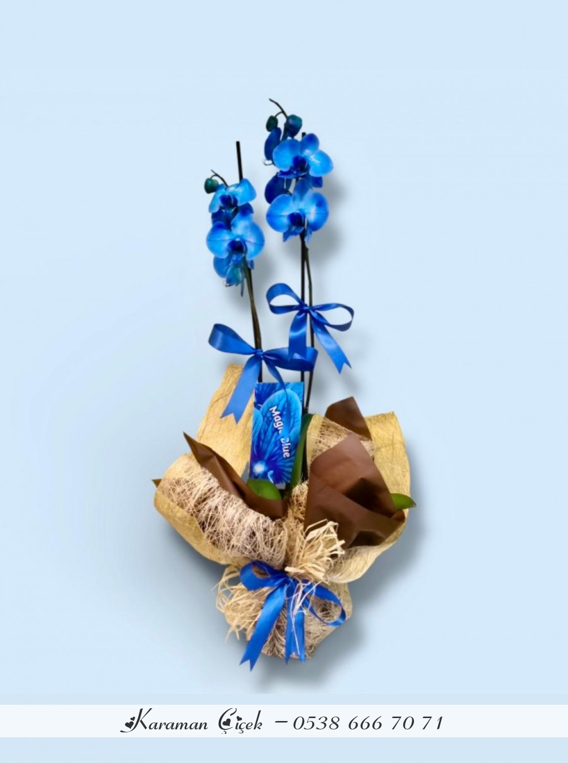 Mavi Büyü: Çift Dallı Özel Tasarım Orkide