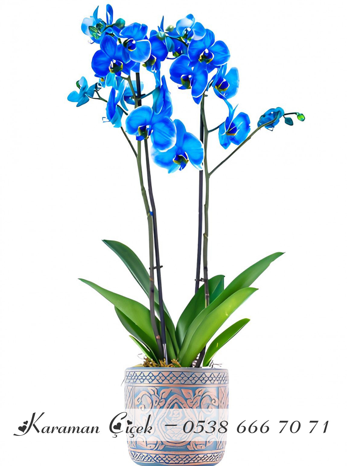 Mavi Çift Dallı Orkide