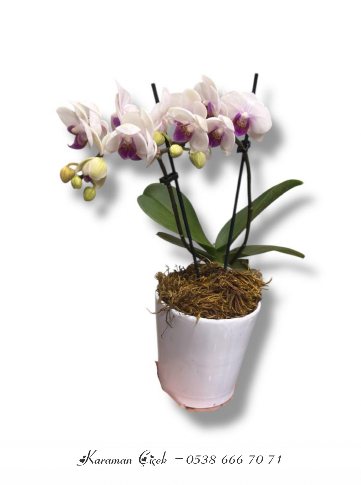 Mor Kalpli Zarafet: Çift Dallı Beyaz Orkide
