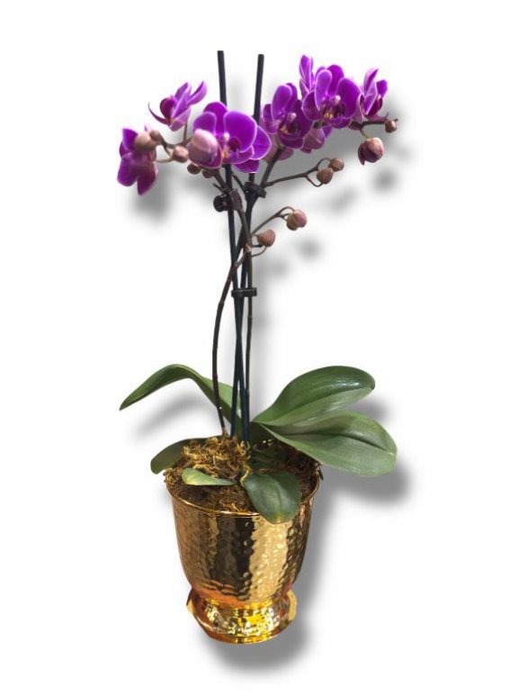 Altın Işıltısı: Gold Saksılı Mini Mor Orkide