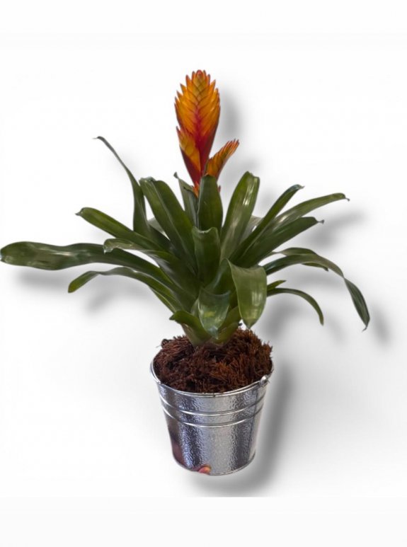 Egzotik Ateş: Metal Saksılı Turuncu Guzmanya