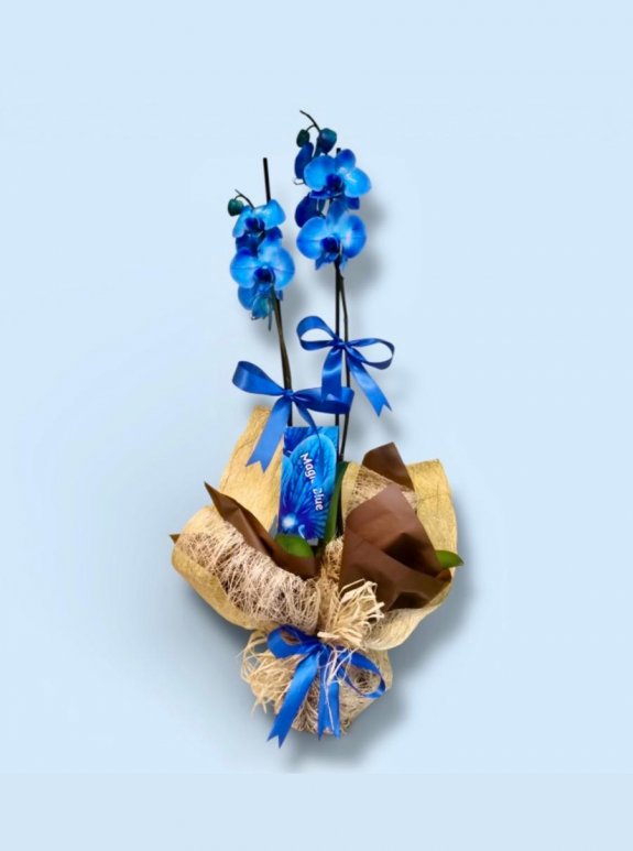 Mavi Büyü: Çift Dallı Özel Tasarım Orkide