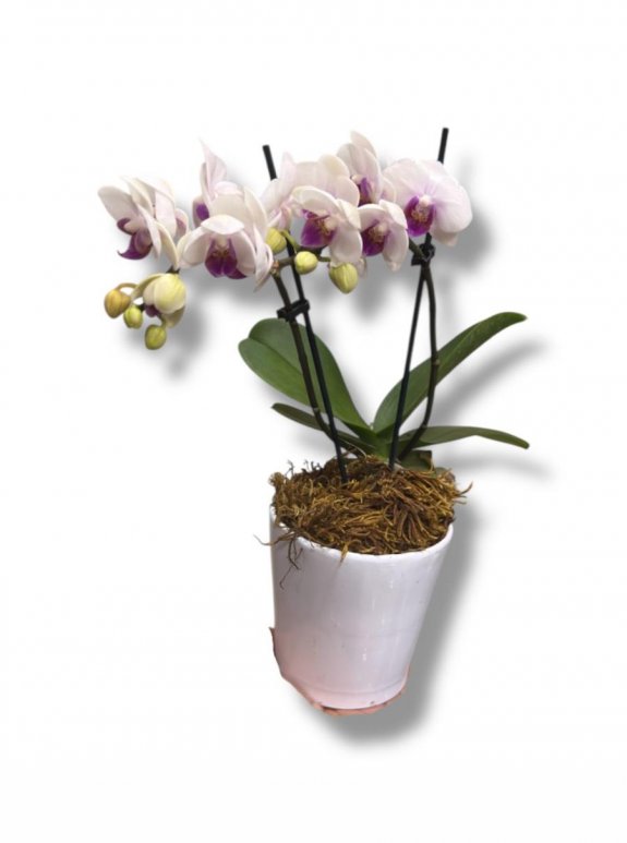 Mor Kalpli Zarafet: Çift Dallı Beyaz Orkide